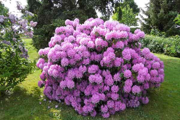 blühender Strauch in einem Garten bei Marktheidenfeld